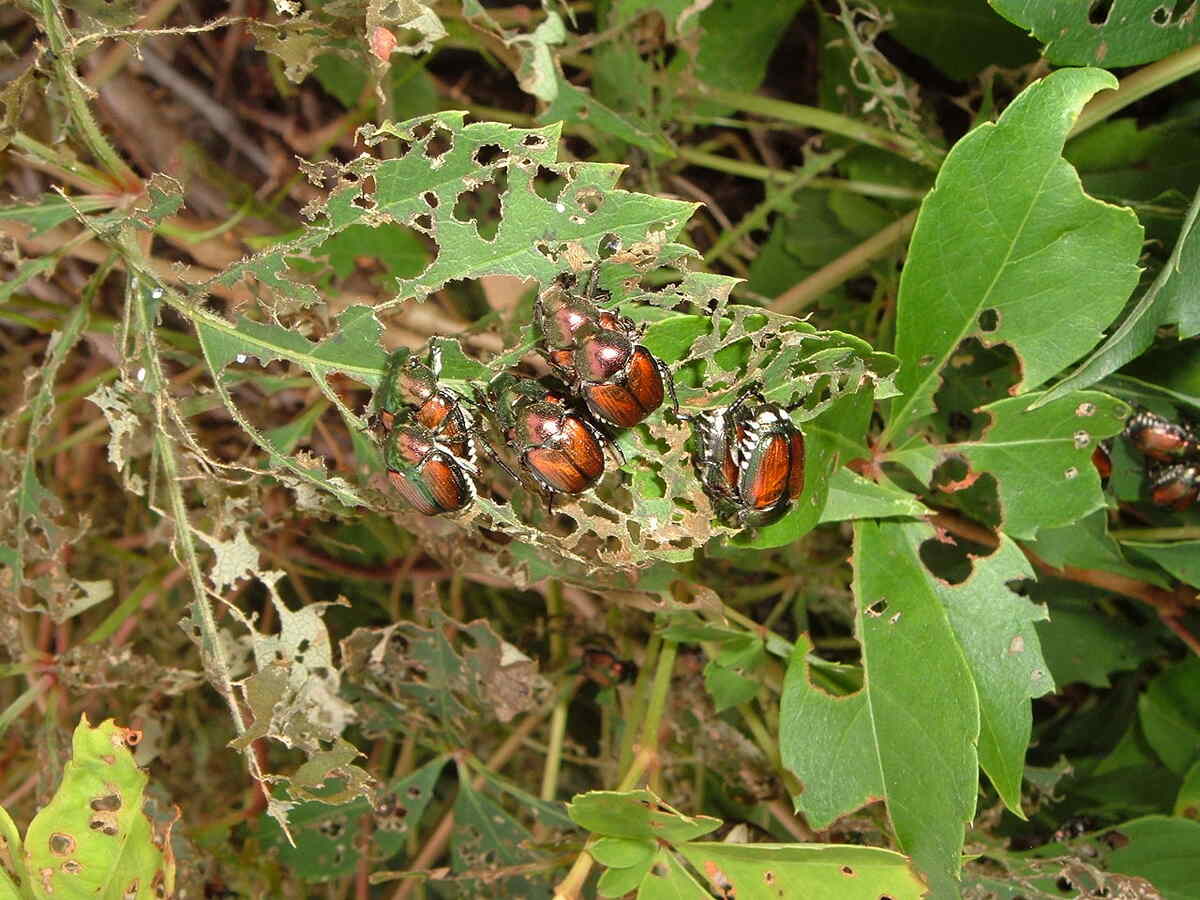 lawn pest on a plant