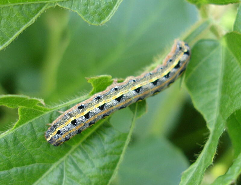 Worm on green leave 