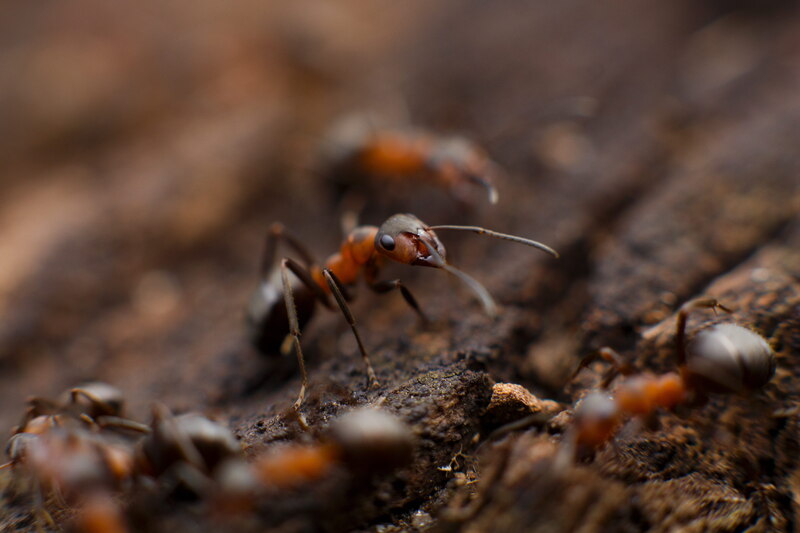 Fire ant colony