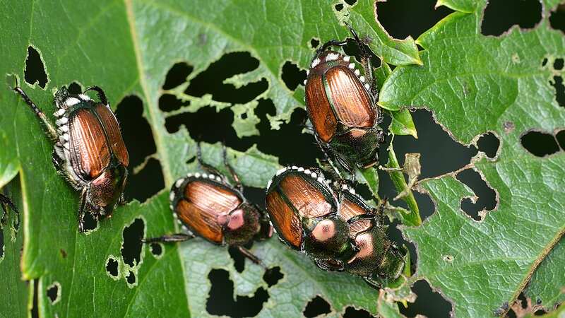 Four beetle eating leaf