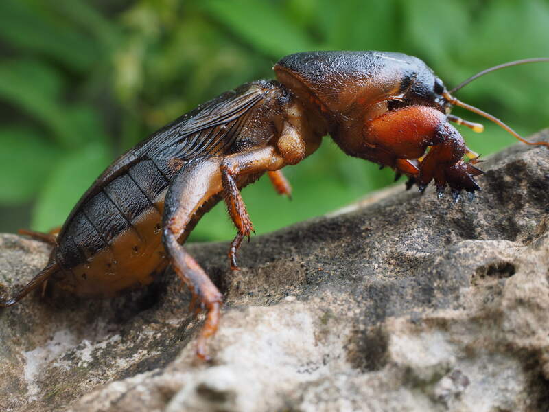 Mole Crickets on a tree branch