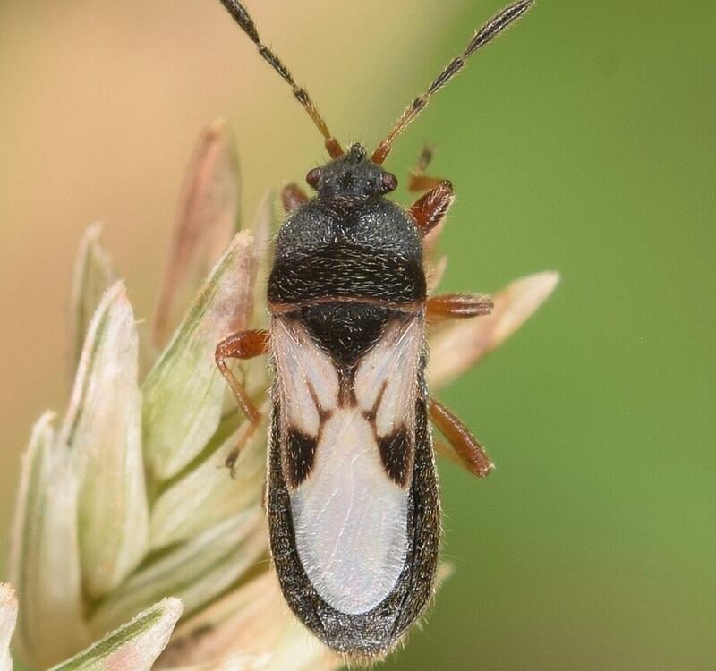 Southern Chinch Bug on green blur background