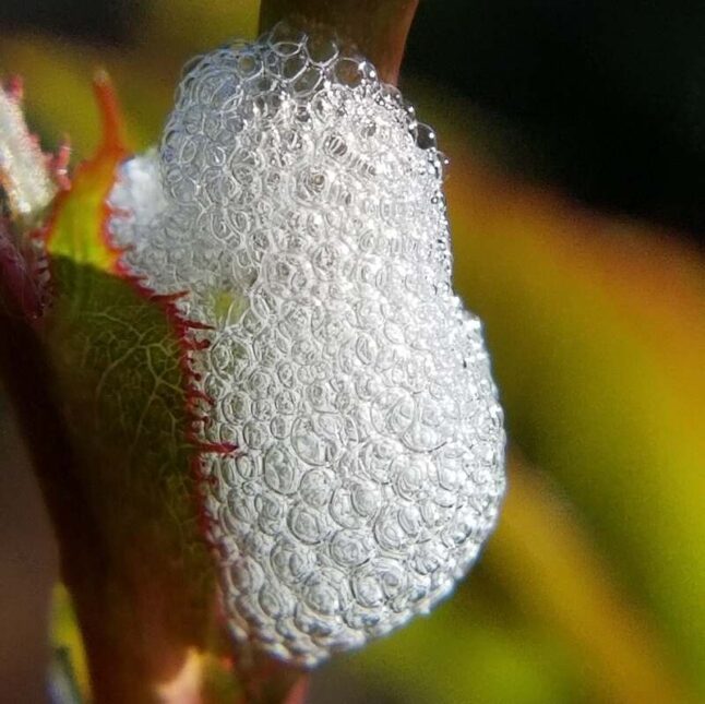 Bubble produced by spittle bugs