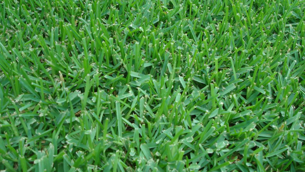 Grass Types for Lawns in Little Rock, AR
