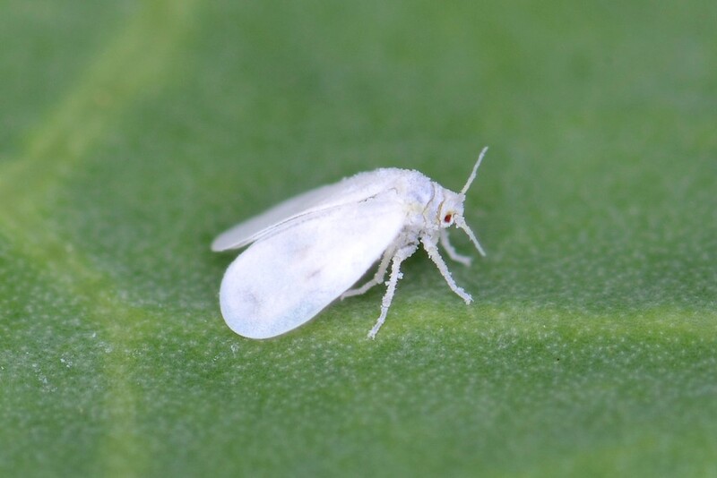 Whiteflies on sitting on leaf