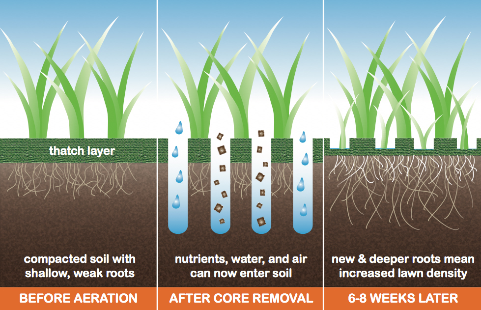 Infographic describing aeration of a lawn