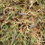 Common Lawn Diseases and Pests in Baltimore, MD