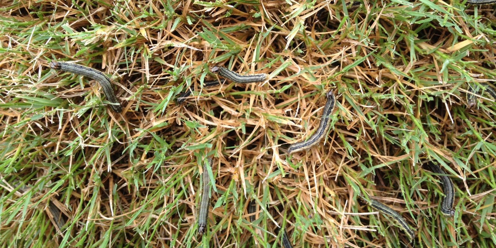 army worms damage lawn
