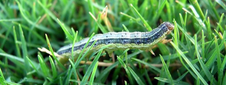 download army worms in lawn download army worms in lawn
