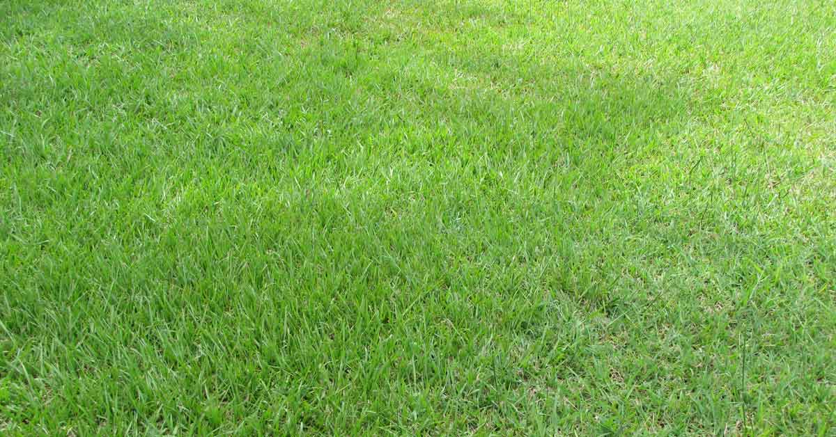 These Are 4 Grass Types That Thrive In Birmingham Lawns Lawnstarter