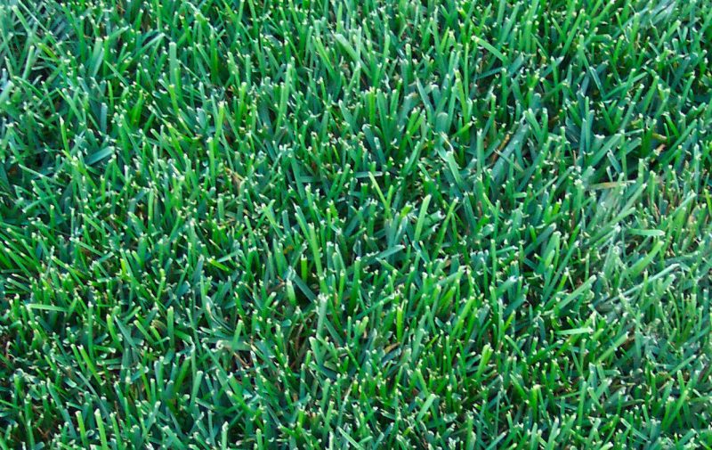 The 6 most popular types of grass that grow in Memphis, Tenn., lawns
