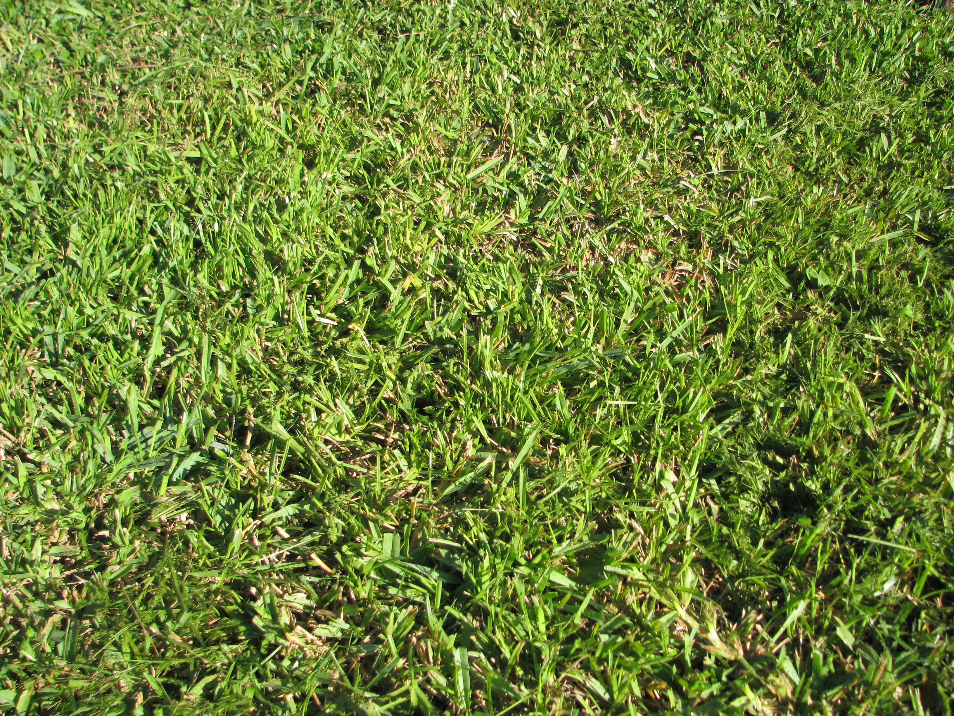 Best Grass Types for Lawns in Oklahoma City, OK