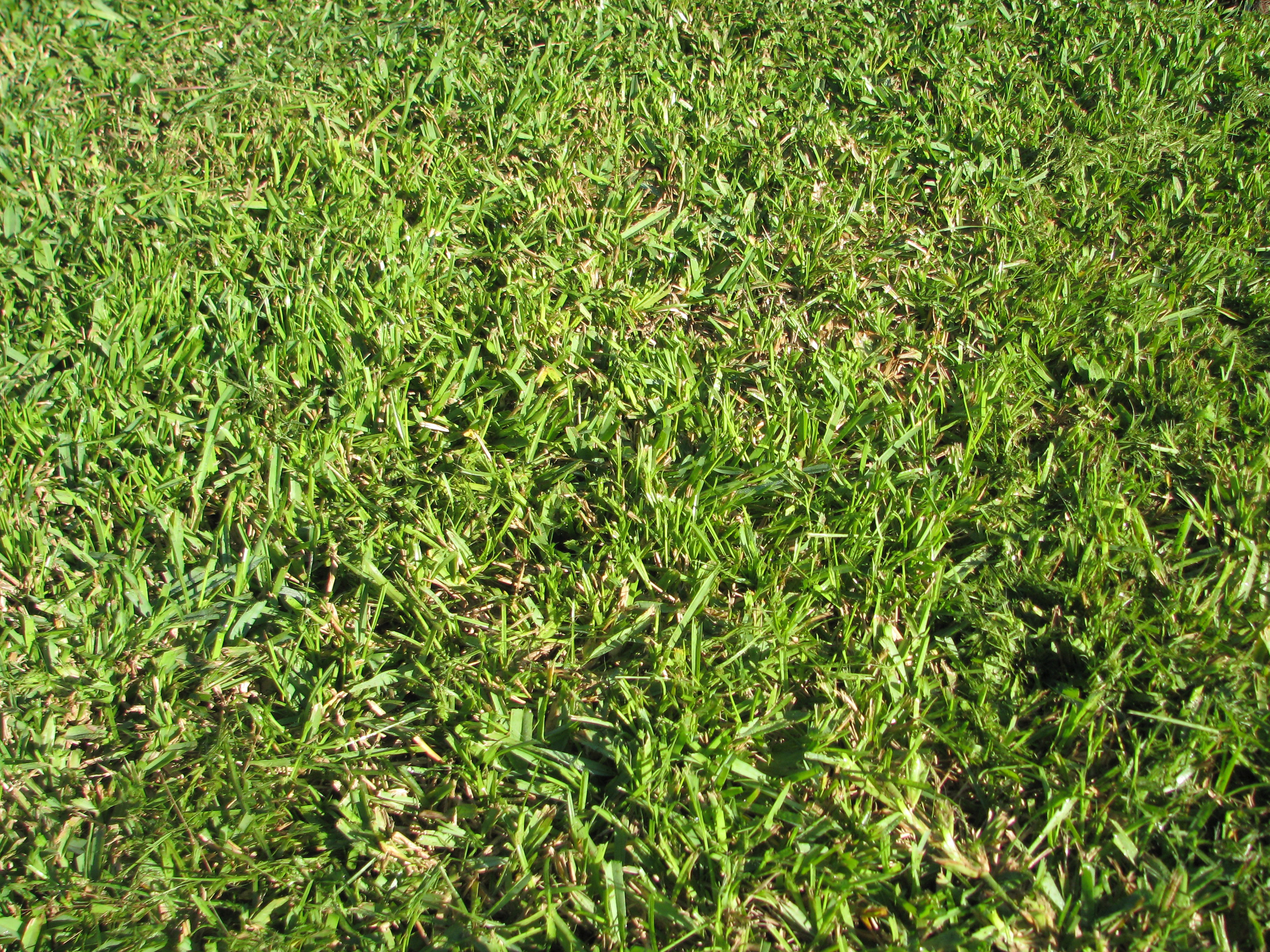 Spring Lawn Care Guide For Columbia SC