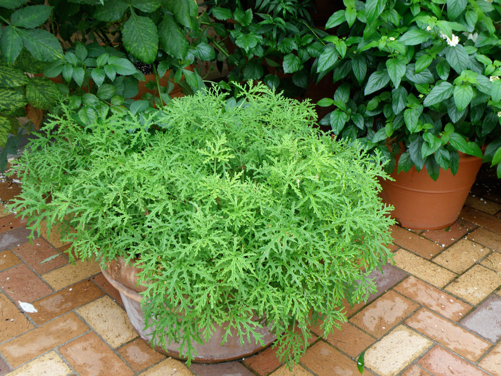 Citronella plant