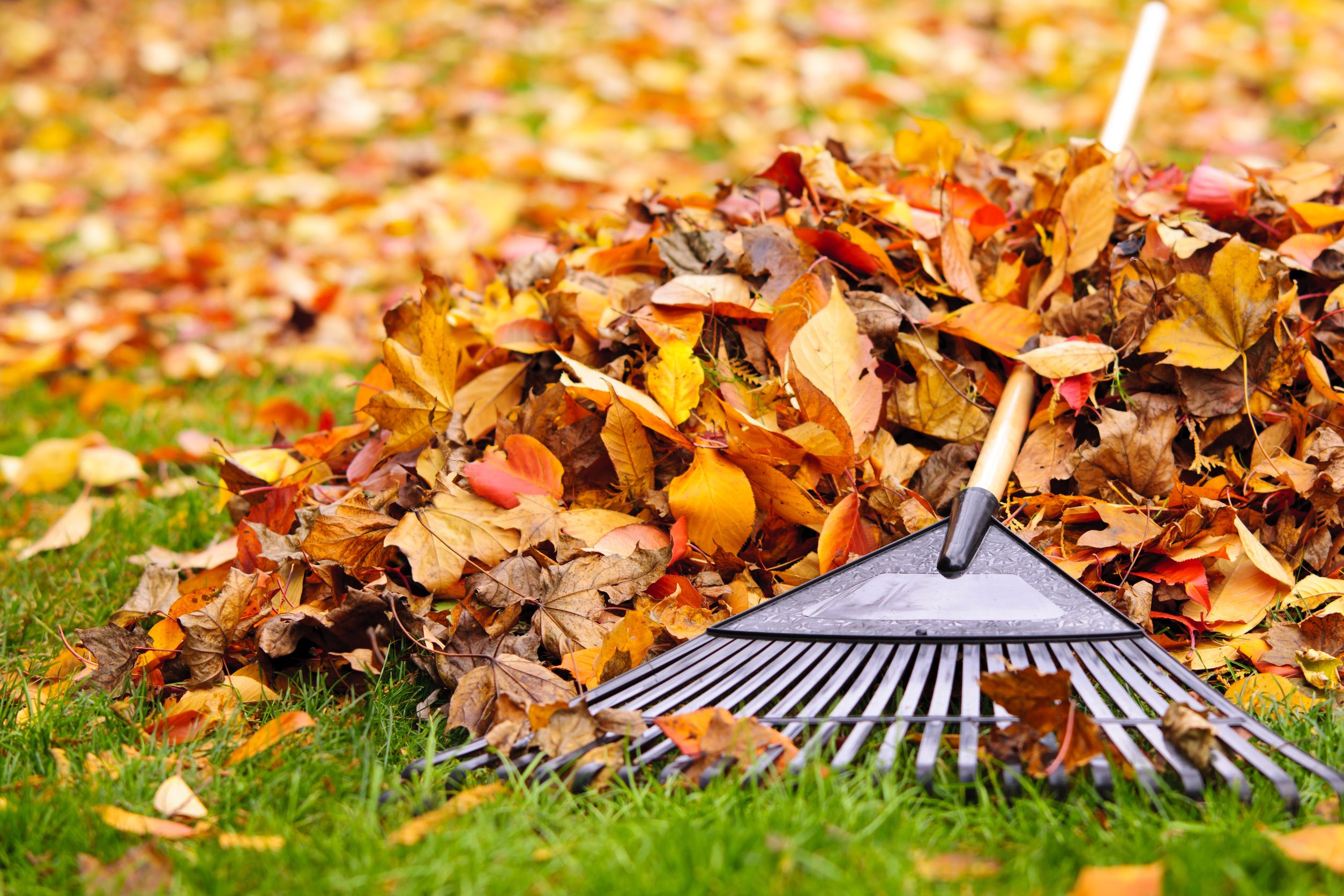 Fall leaves on grass