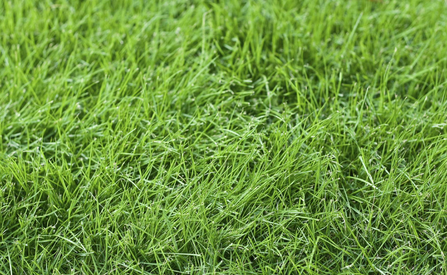 4 Grass Types For Lawns in Baltimore, MD - Lawnstarter