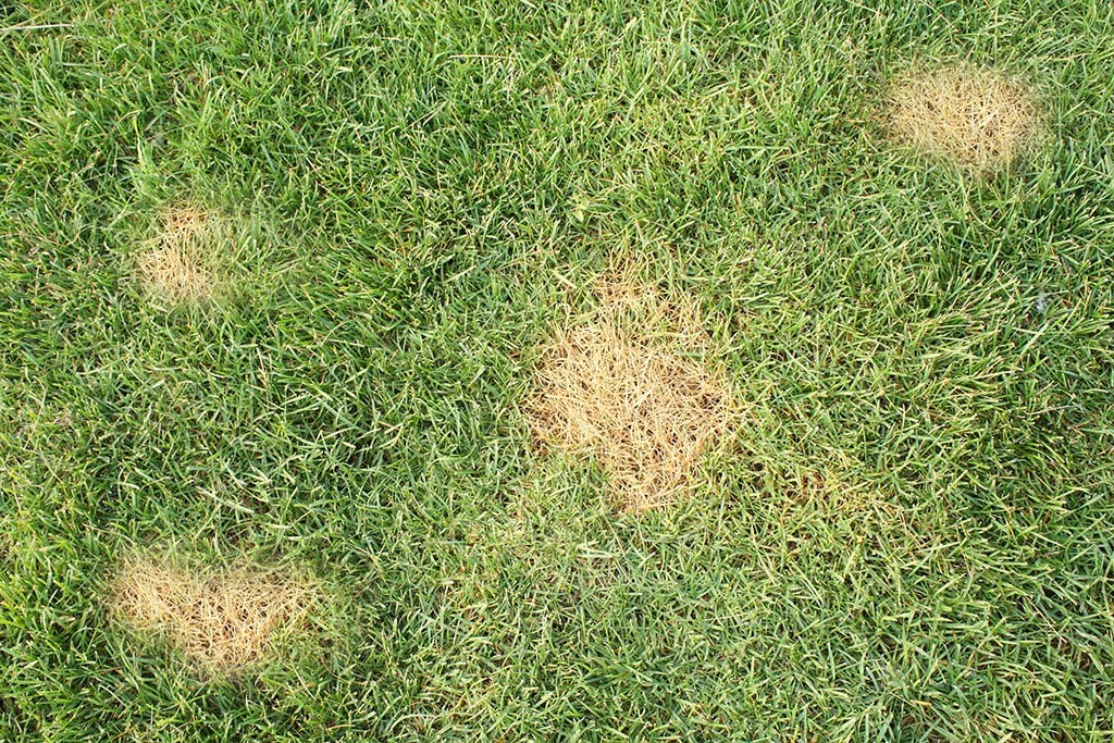 download cut worms in lawn download cut worms in lawn