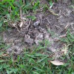 10 Lawn Pests in Pittsburgh, PA