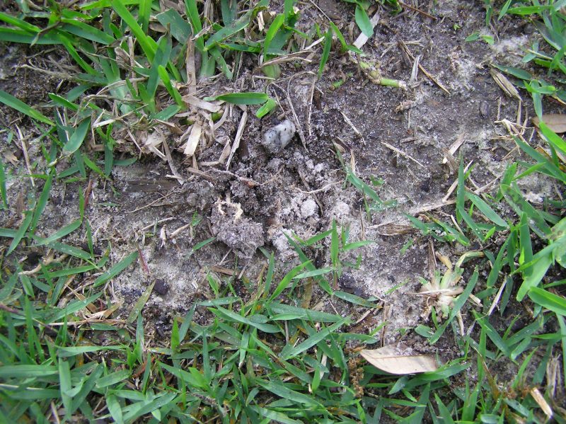 4 Lawn Destroying Insects To Watch Out For
