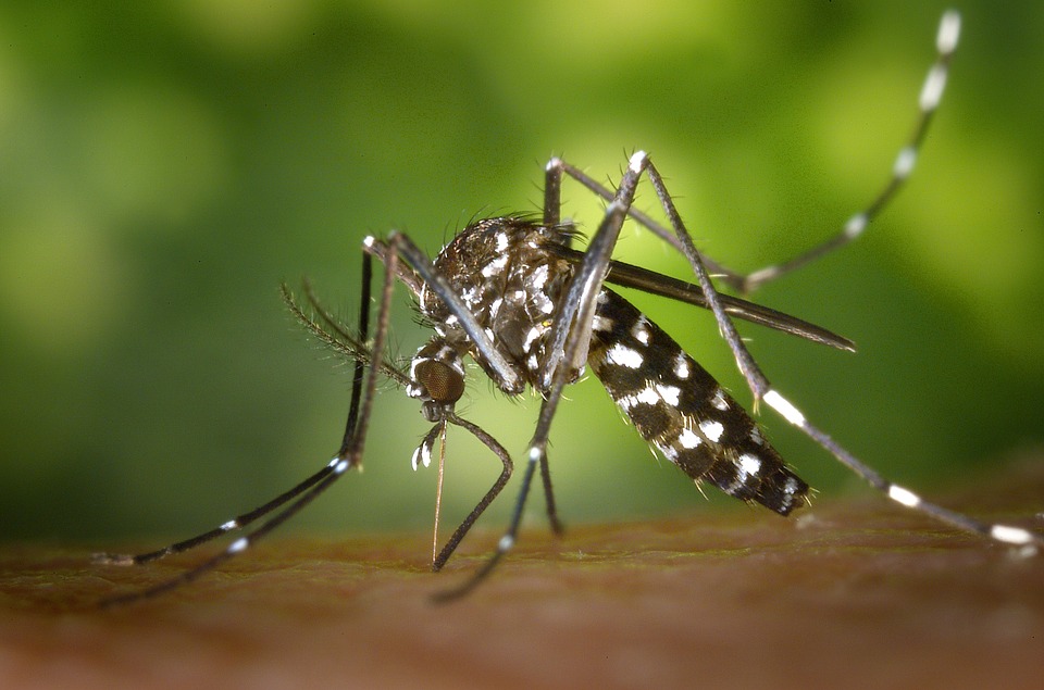 Mosquitoes in Memphis, TN