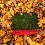 Leaf Removal Tips for Lawns in St. Louis, MO