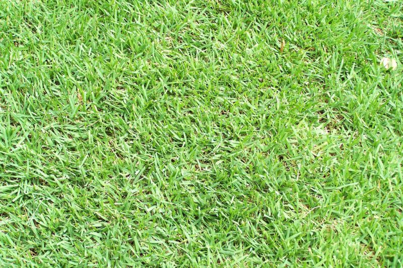 4 Best Grass Types for Your Lawn in Charlotte, NC Lawnstarter