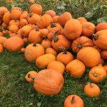 Pumped for Pumpkins: 15 Cities Most Interested in National Pumpkin Day 2017