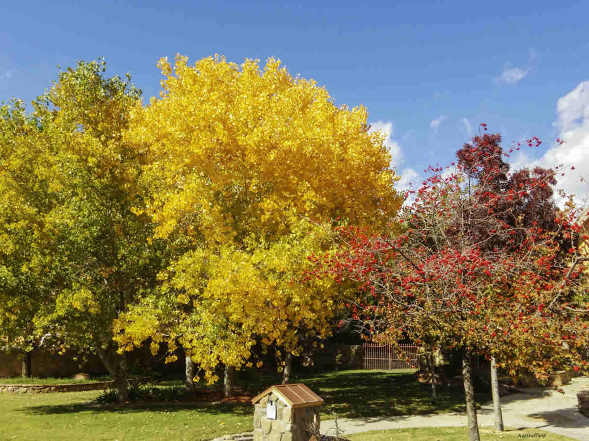 image of fall lawn Found during our morning walk November 16