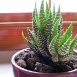 6 Tips for Bringing Your Plants Indoors in the Fall