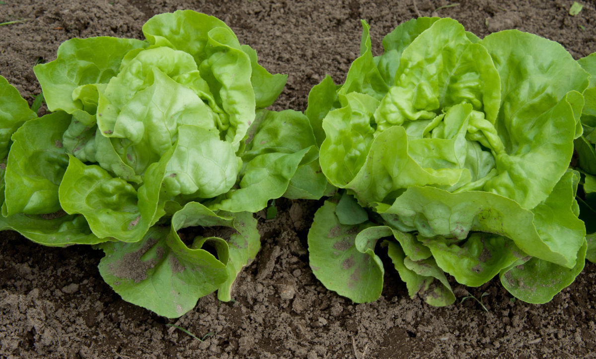 plants on soil