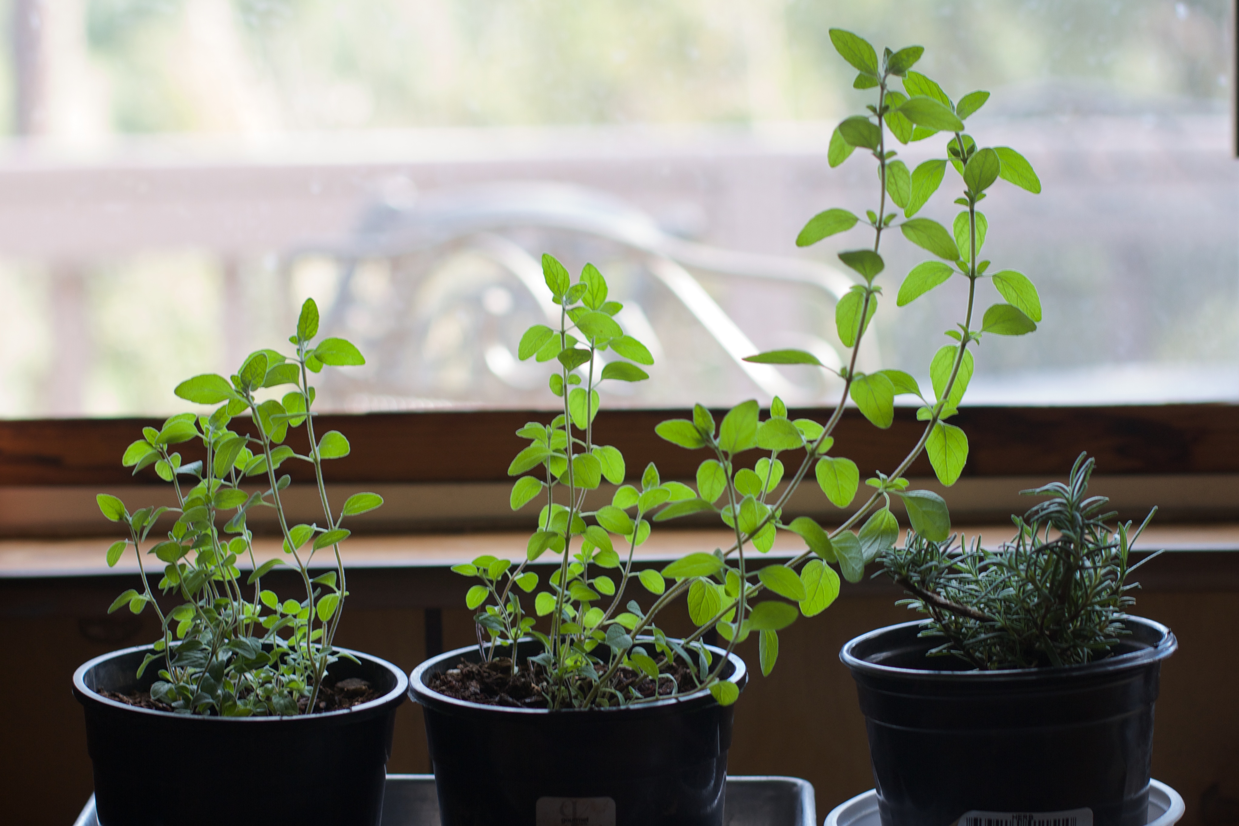 Tips For Creating An Herb Garden In Your Kitchen