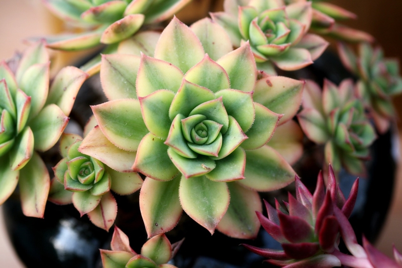 5 Plants For Easy Container Gardening In Texas