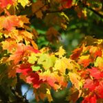 8 Plants to Add Color to Your Autumn Landscaping