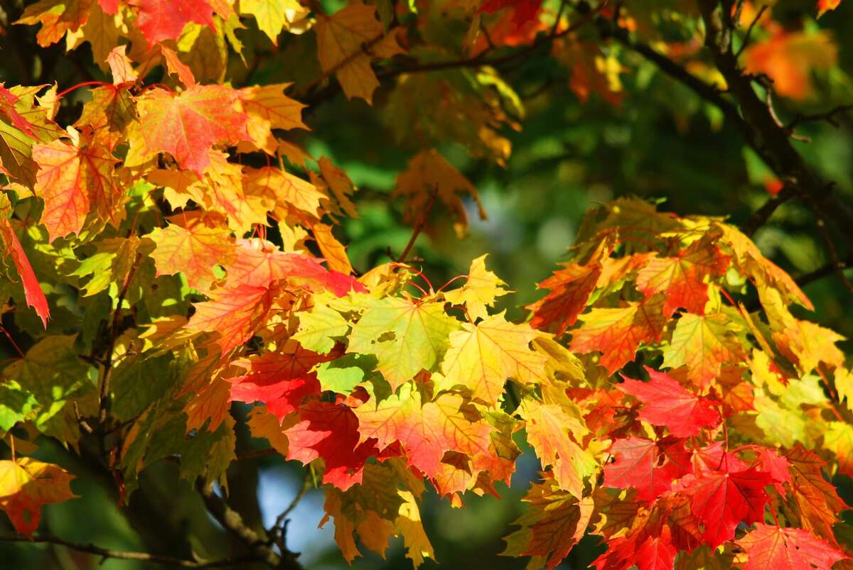 image of autumn leaves