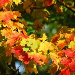8 Plants to Add Color to Your Autumn Landscaping