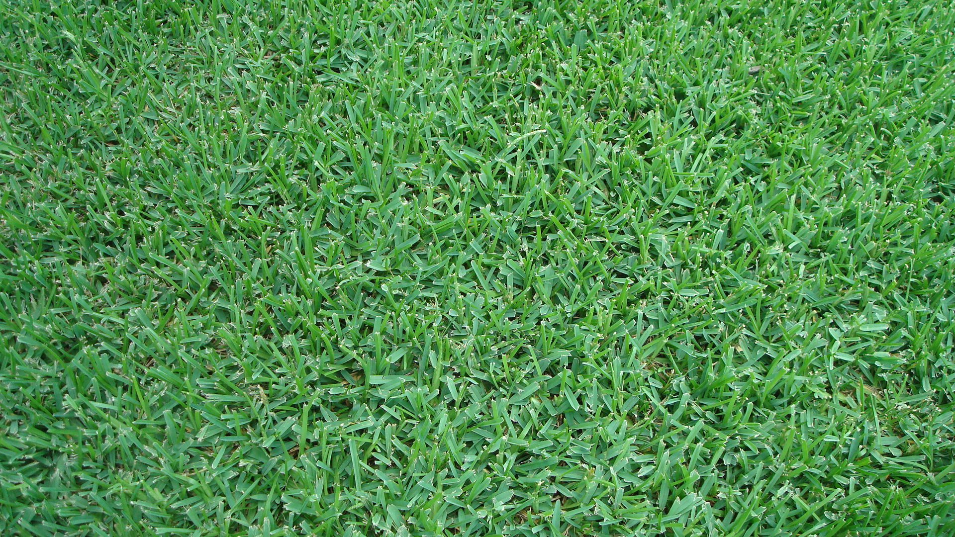 4 Best Types of Grass for a Lush Miami Lawn - Lawnstarter