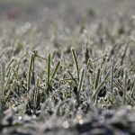 Guide for Winter Lawn Care in Cincinnati, OH