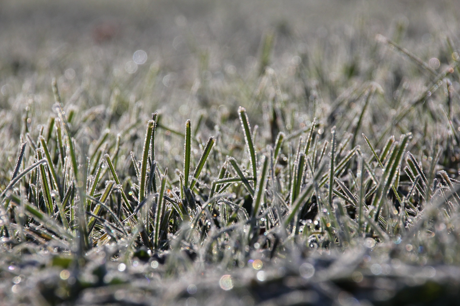 Frozen grass