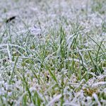 Winter Lawn Care Tips For Residents in El Paso, TX