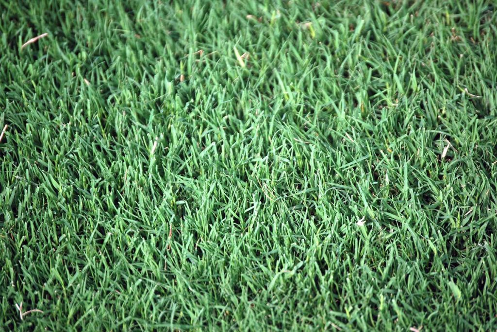 5 Common Grass Types in Tucson, AZ