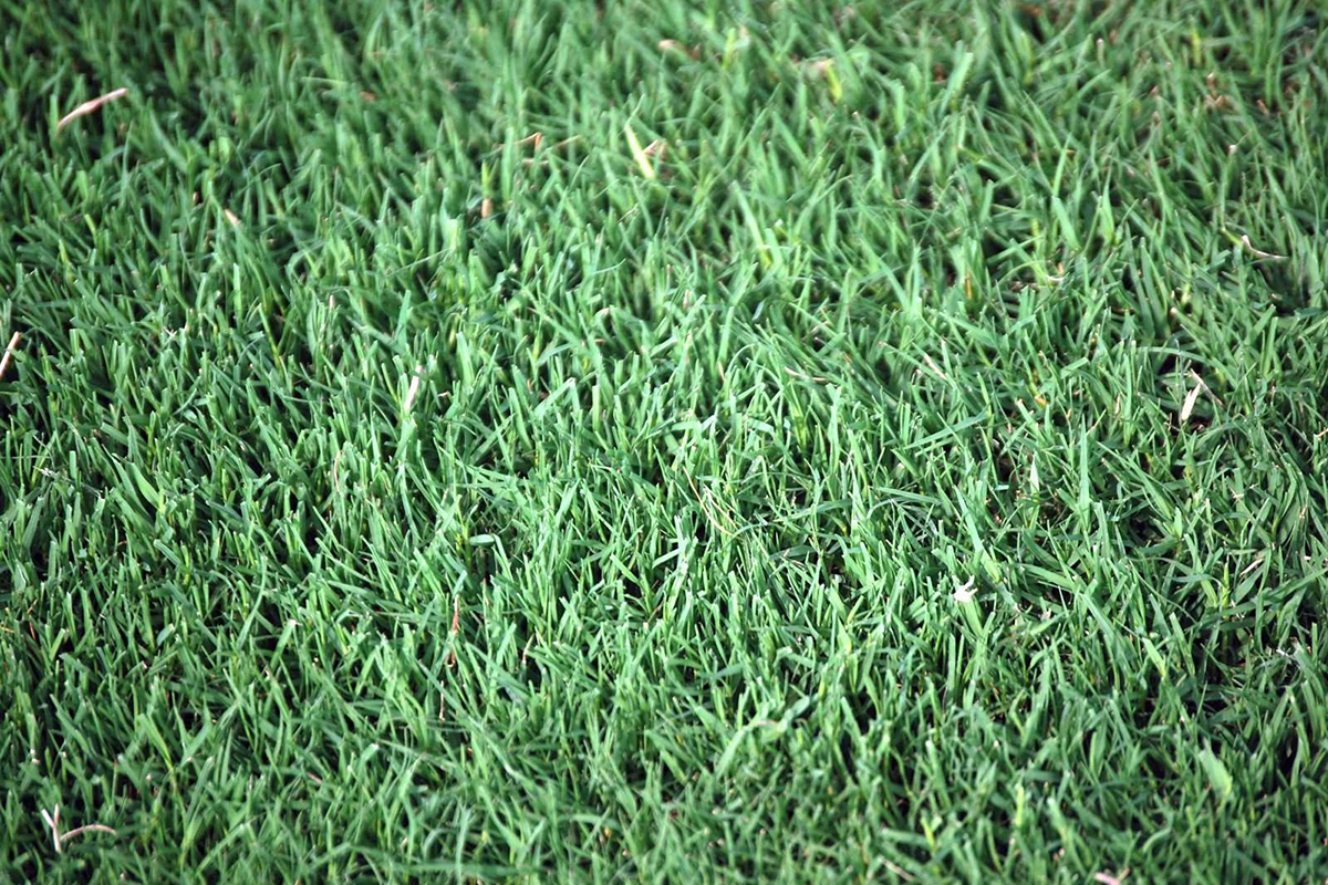 What Types Of Grass On Golf Courses Arizona