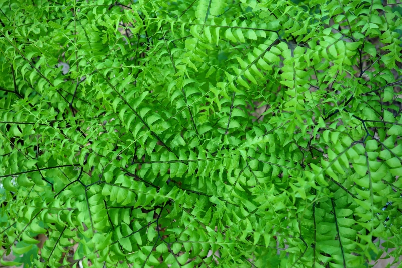 Northern maidenhair fern by Lawnstarter.com
