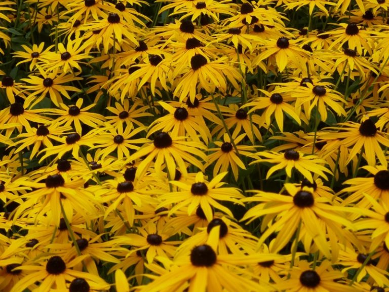 8 LowMaintenance, Native Plants for Landscaping in Louisville