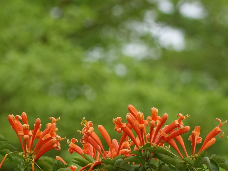 5 Plants For Easy Container Gardening In Texas