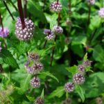 Pest-Repellent Plants for Your Lafayette Landscape