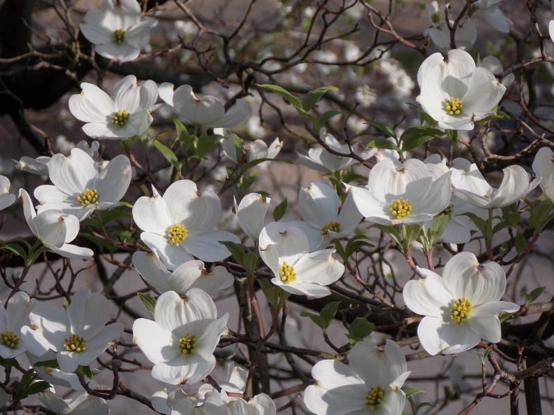 dogwood