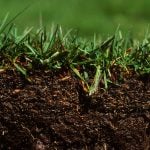 Common Grass Types for Lawns in St. Louis, MO