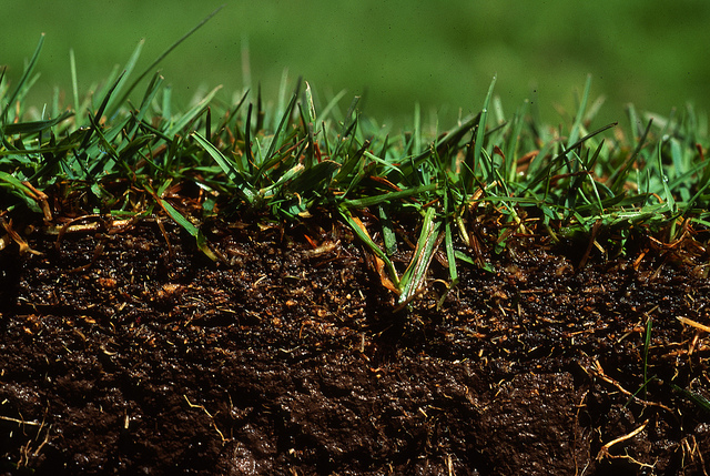 Grass Root Oregon State University