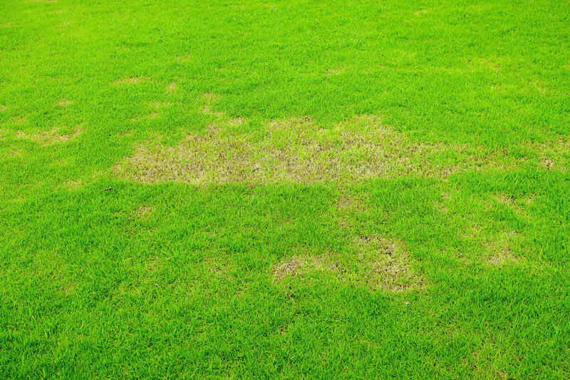Pests and disease cause amount of damage to green lawns, lawn in bad condition and need maintaining 
