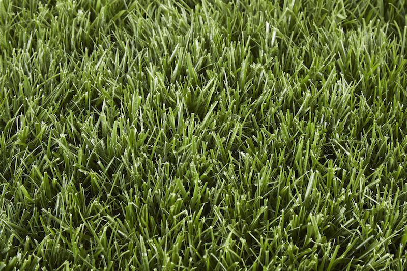 4 Grass Types For Lawns in Baltimore, MD